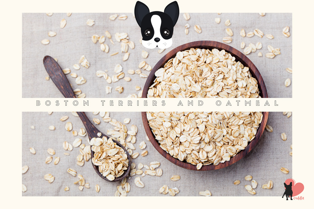 can-boston-terriers-eat-oatmeal