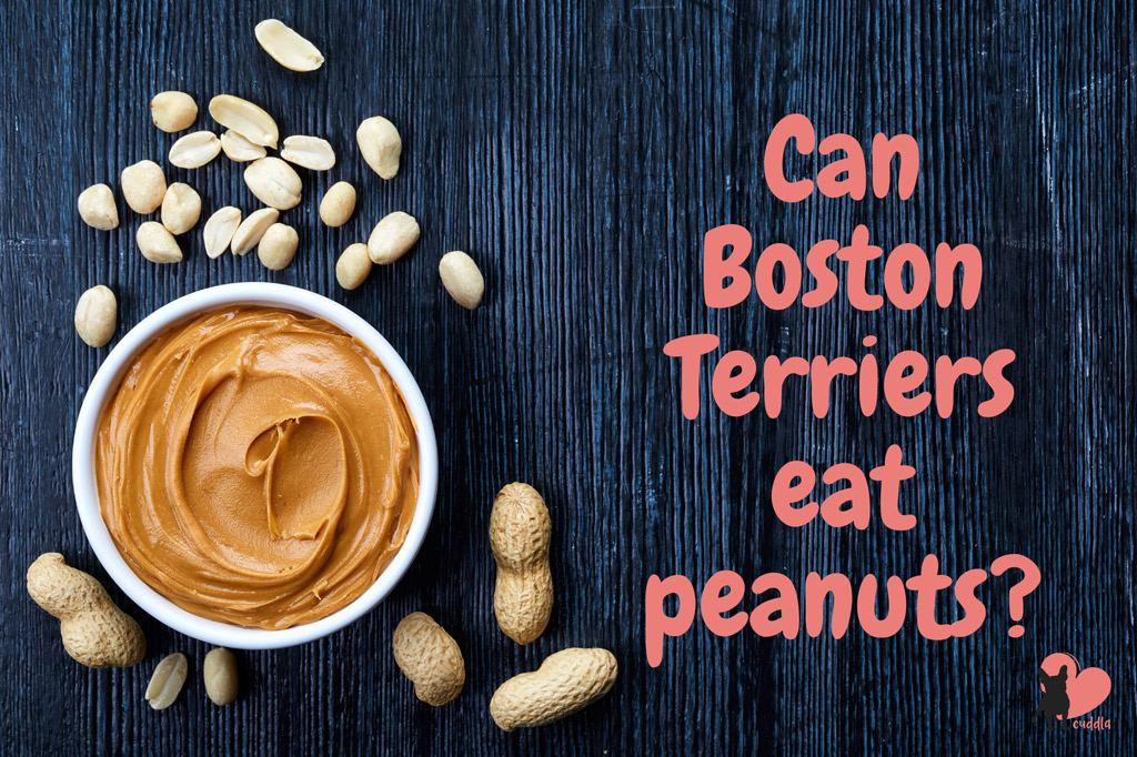 can-boston-terriers-eat-peanuts