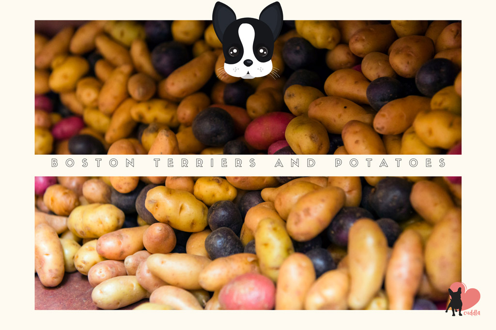 can-boston-terriers-eat-potatoes