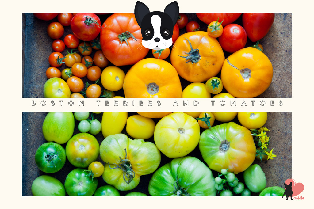 can-boston-terriers-eat-tomatoes