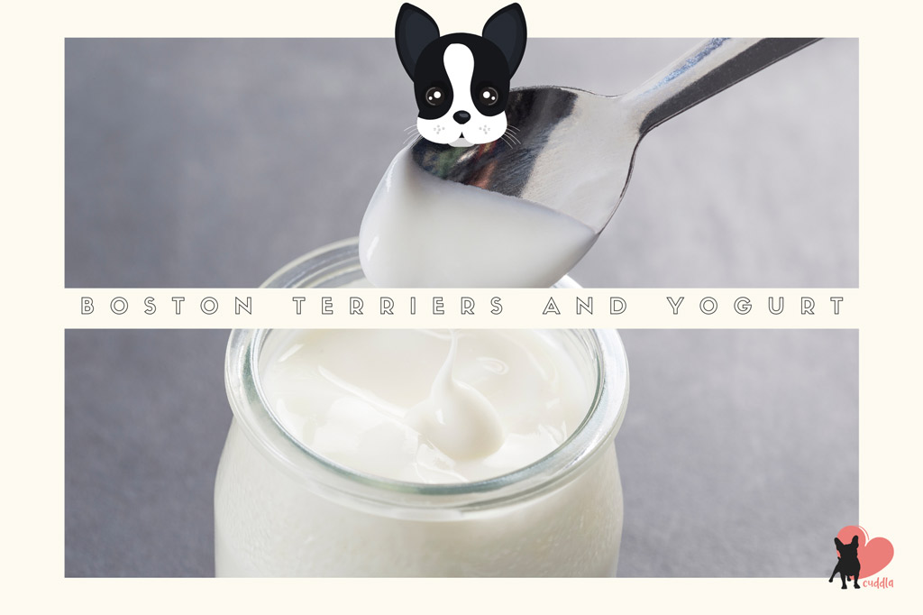 can-boston-terriers-eat-yogurt
