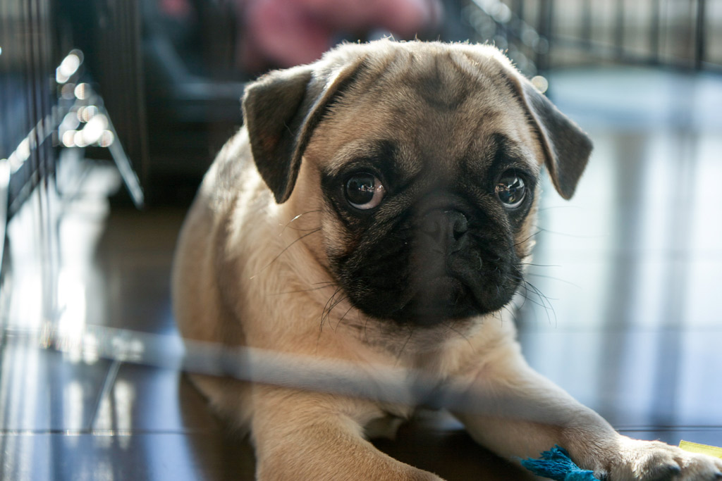 can-pug-puppies-be-left-alone