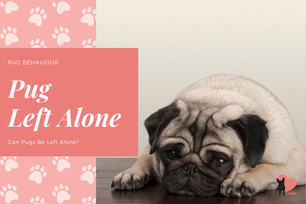 Can Pugs Be Left Alone? 13 Tips to Make It Easier