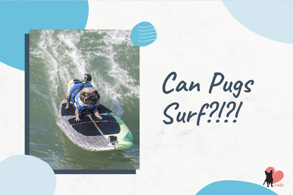 can-pugs-suf
