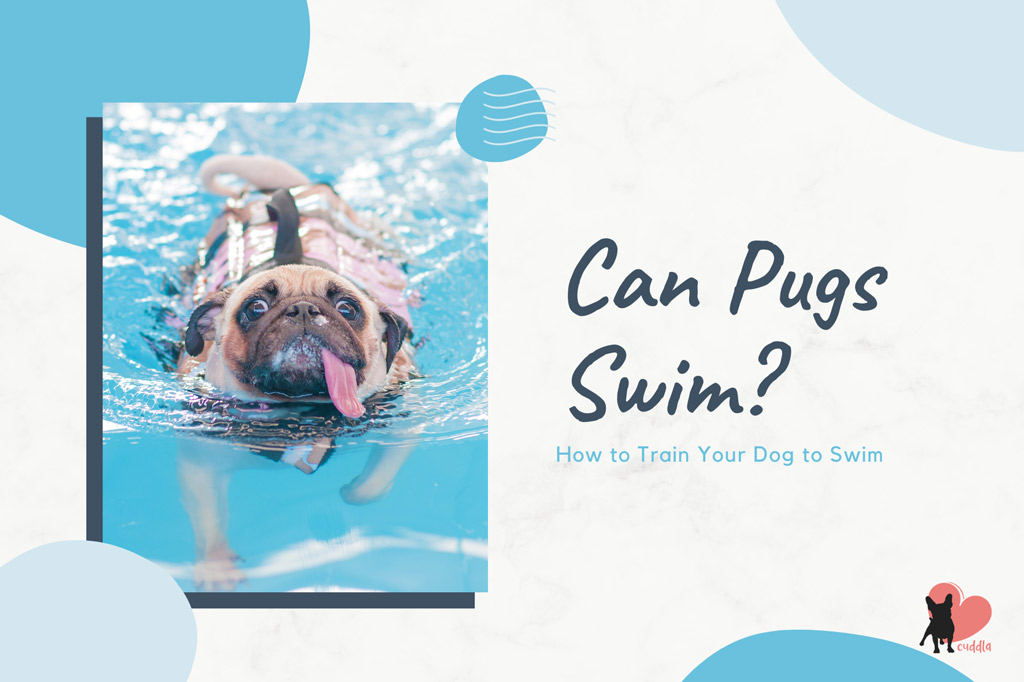 can-pugs-swim