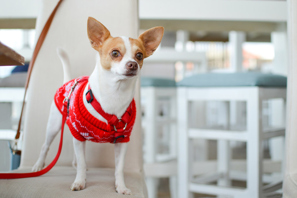 chihuahua-dog-with-jumper