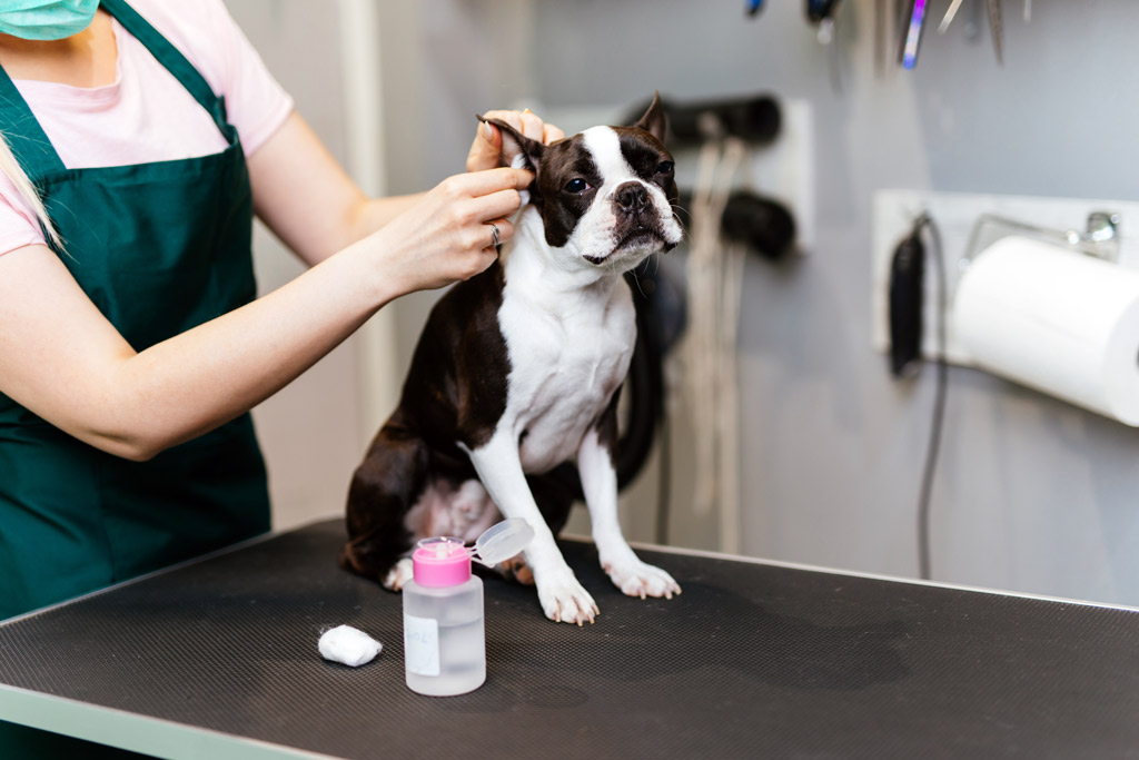 cleaning-a-boston-terriers-ears