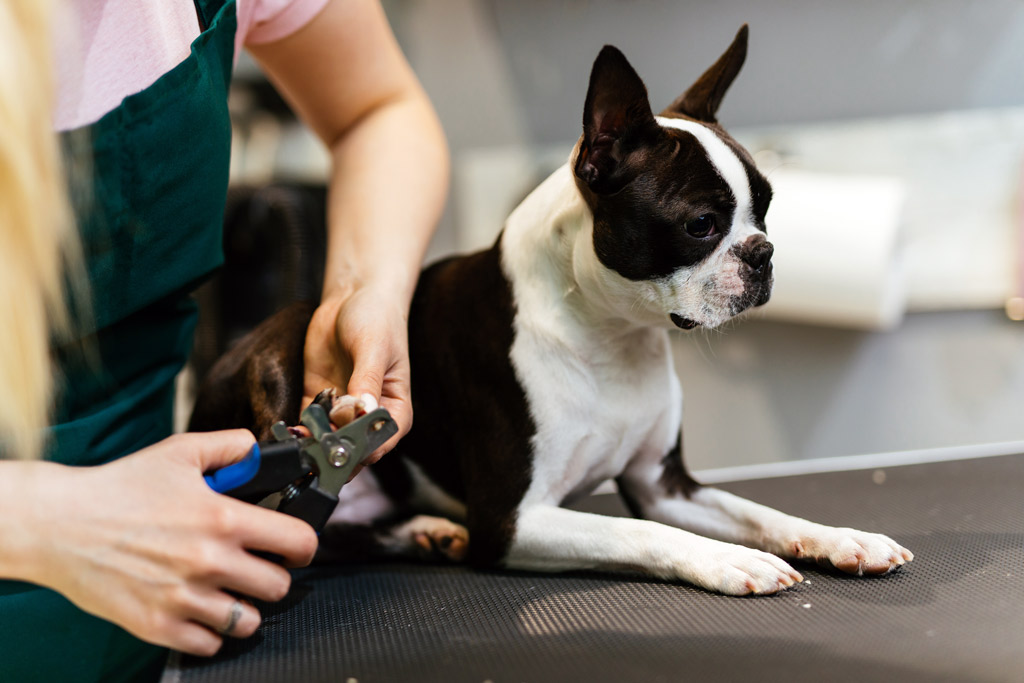 clipping-a-boston-terriers-nails