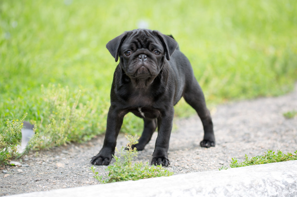 do-black-pugs-bark