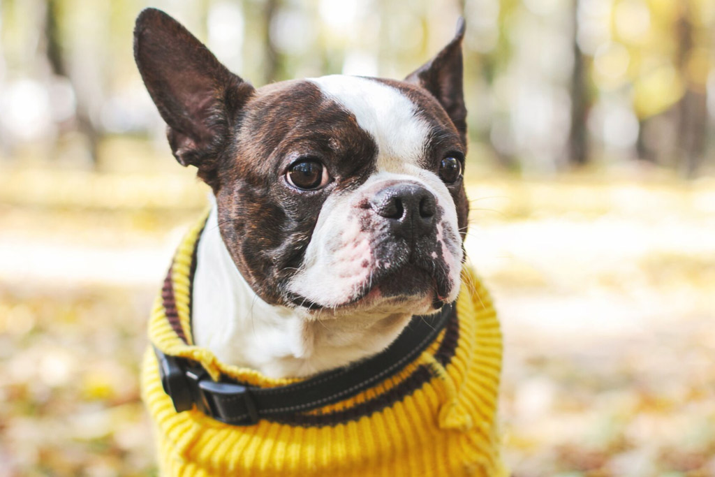Boston Terrier Barking What to Expect And Training