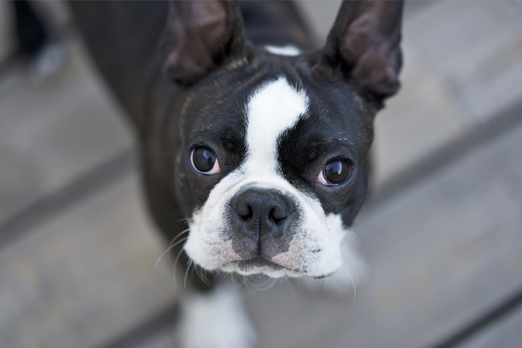 do-boston-terriers-drool