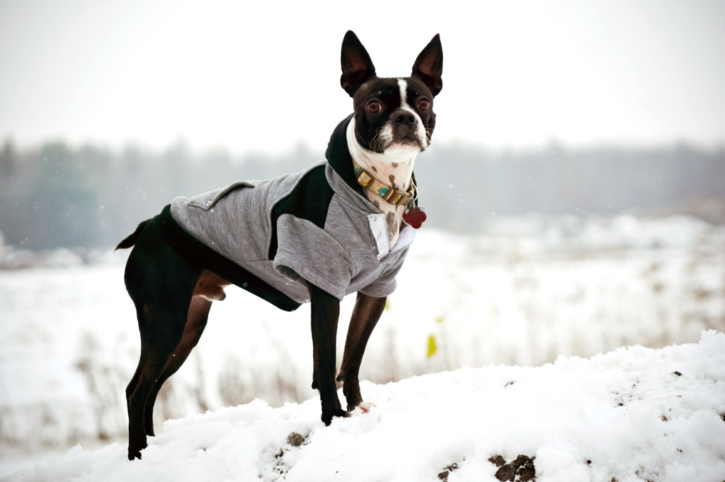 do-boston-terriers-like-snow