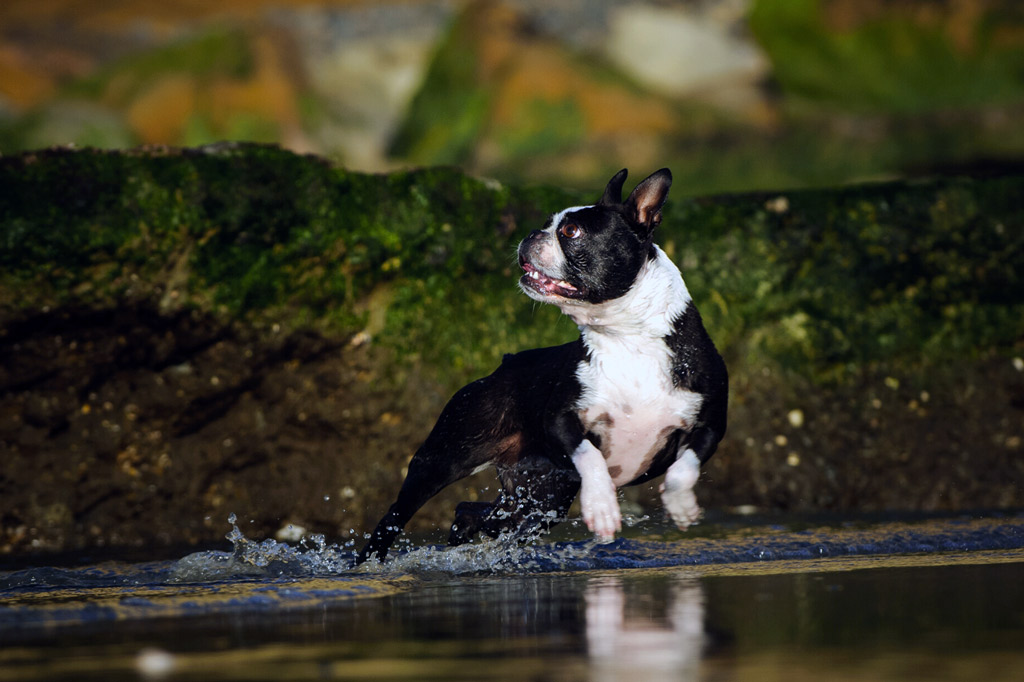 do-boston-terriers-like-water