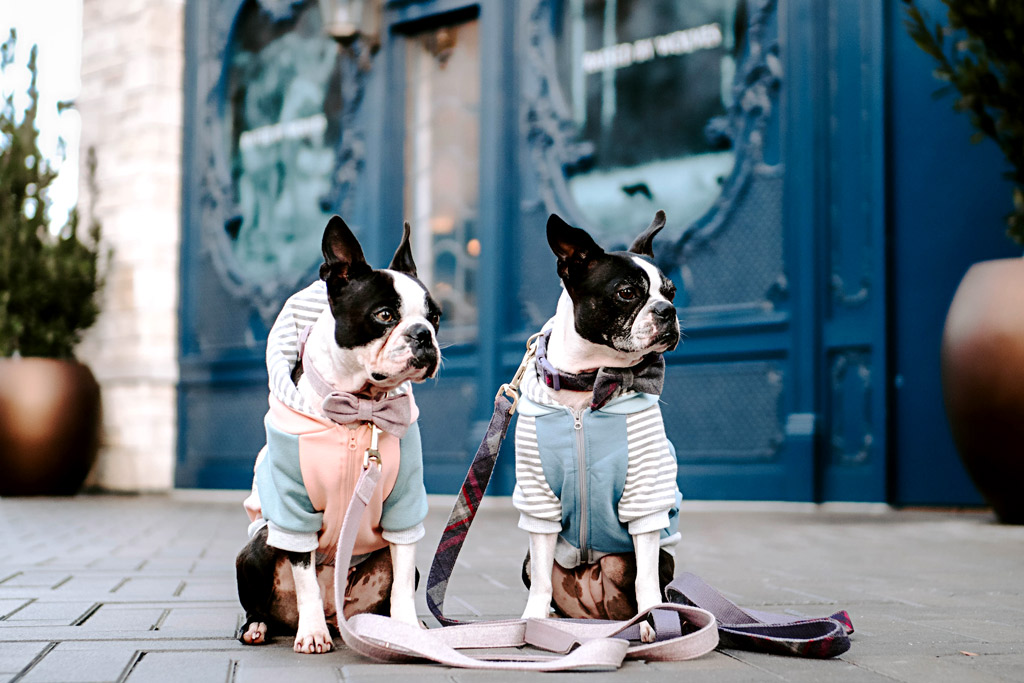 do-boston-terriers-need-sweaters