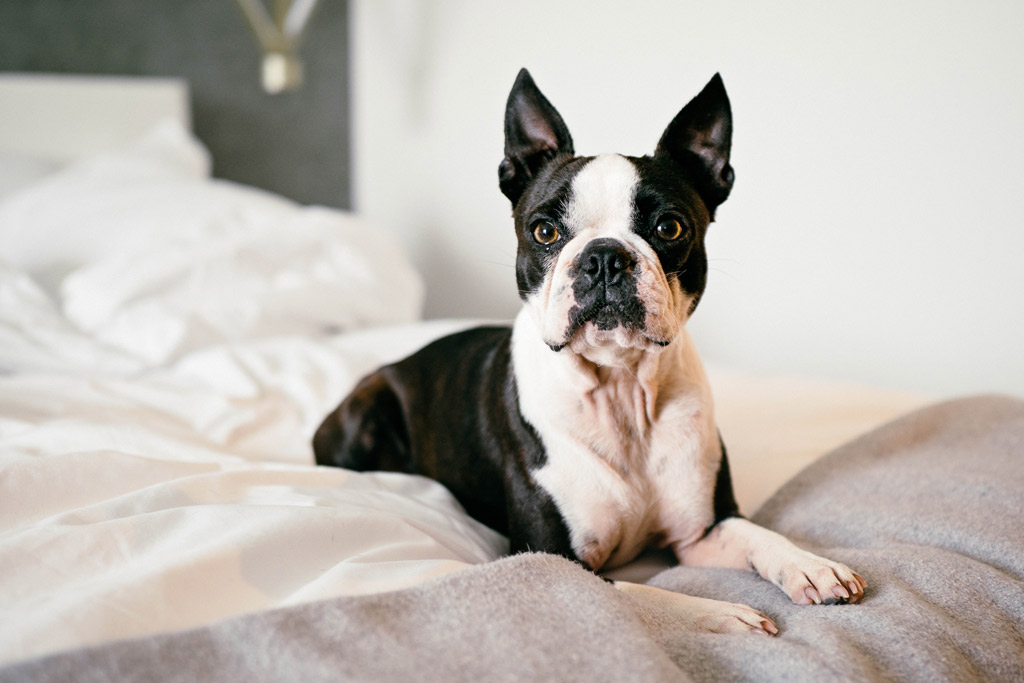 Do Boston Terriers Shed How Can I Reduce It