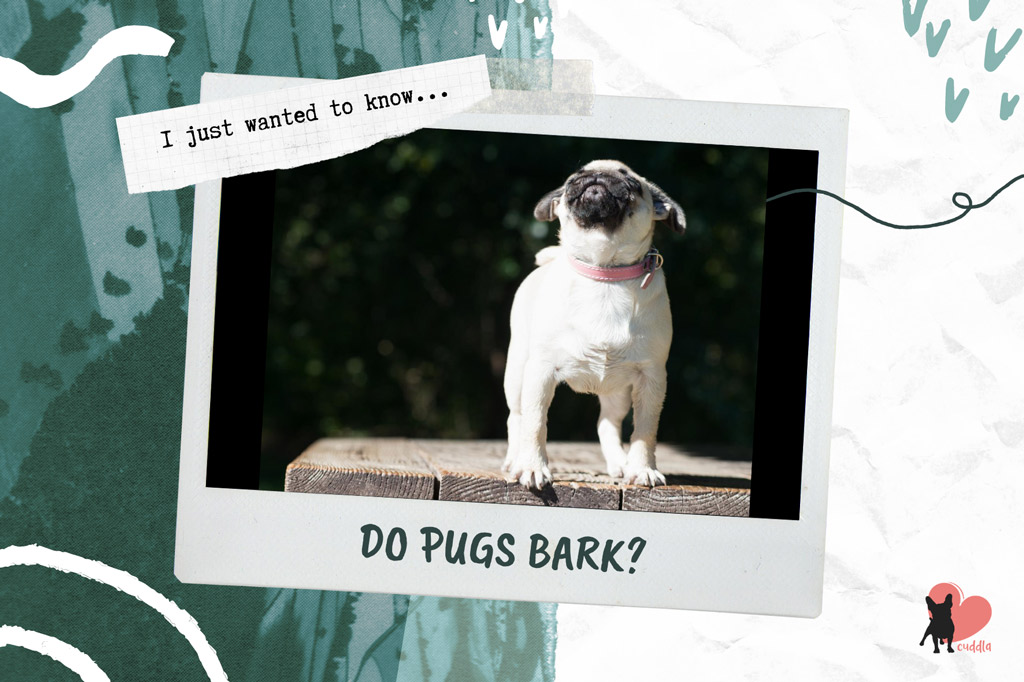 do-pugs-bark