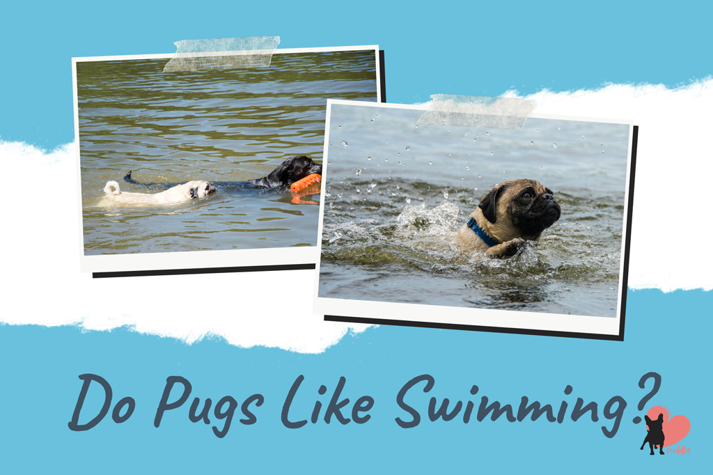 do-pugs-like-swimming