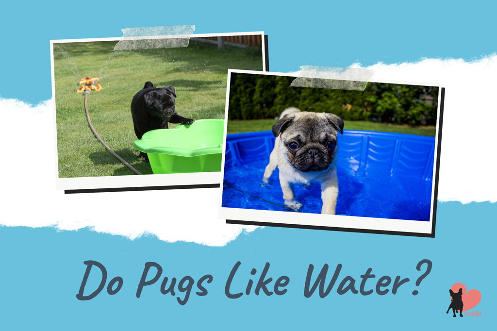 do-pugs-like-water