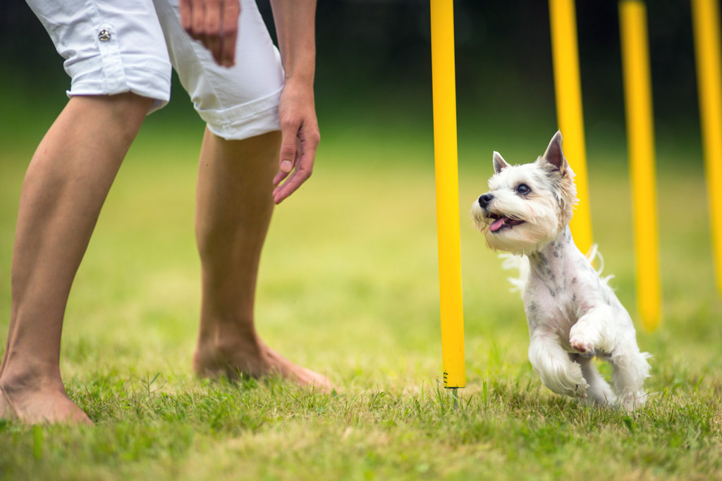 dog-agility