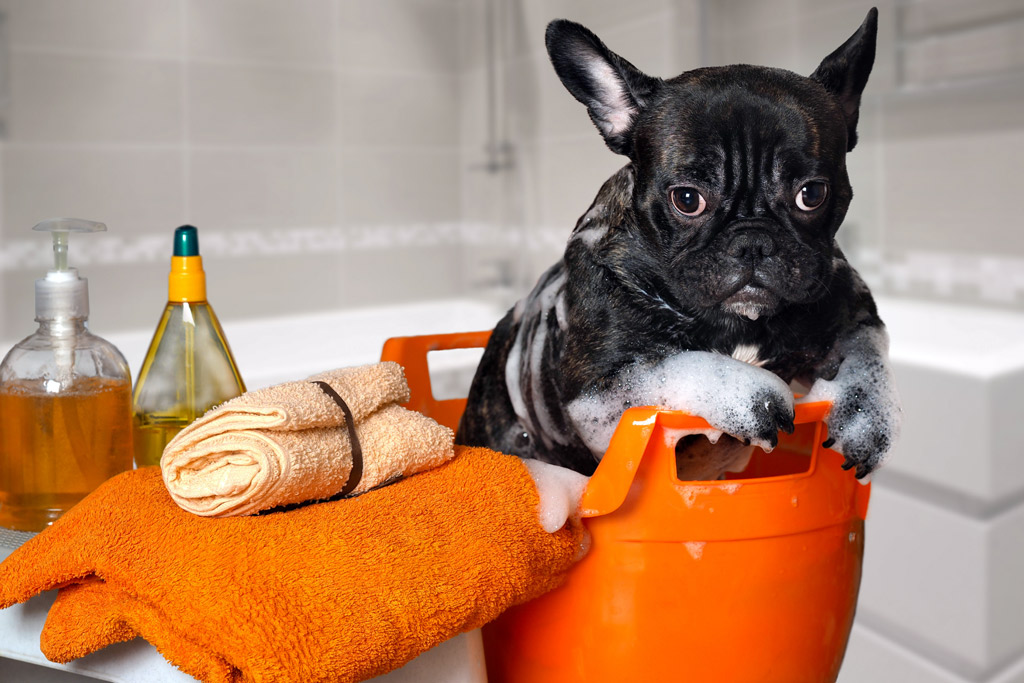 dog-bathing-tools