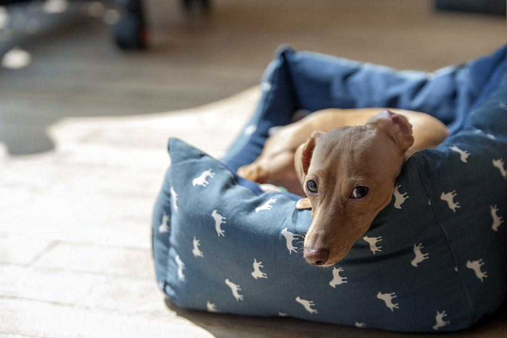 dog-bed-bolstered-sides