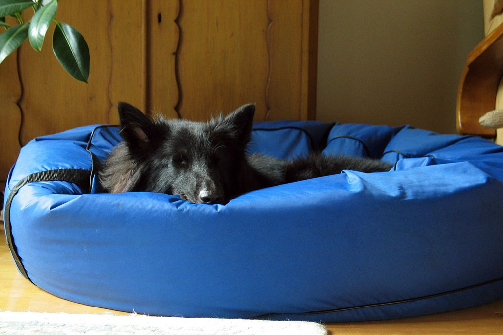 dog-bed-cooling
