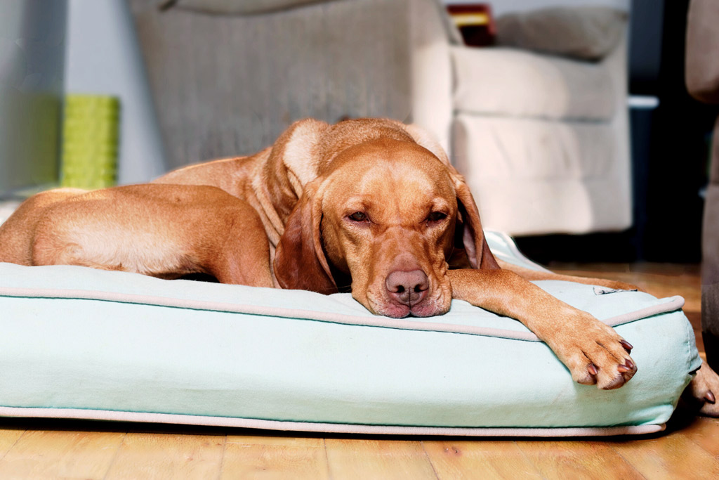 dog-bed-washable