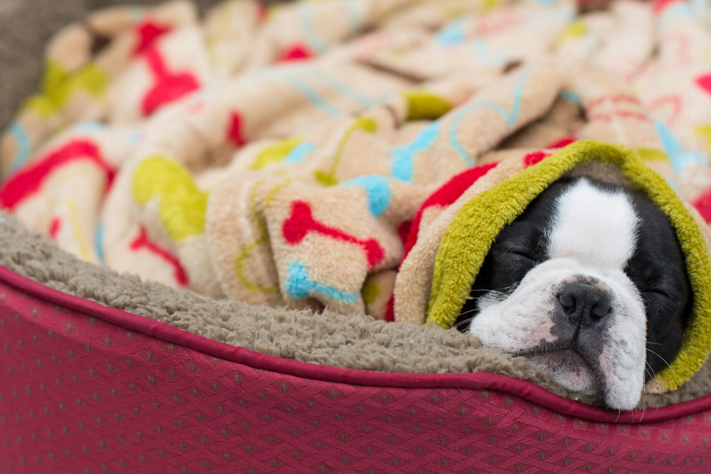 dog-bed-with-blanket