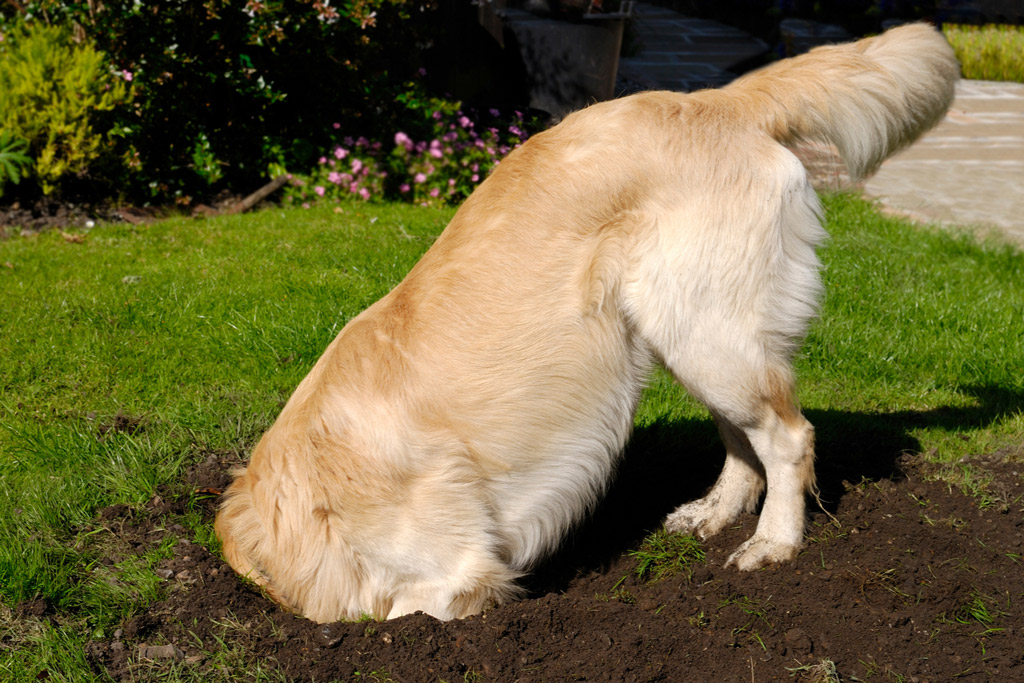 dog-behaviour-probelms-digging