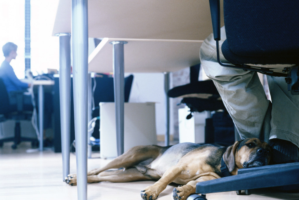 dog-benefits-at-work-2