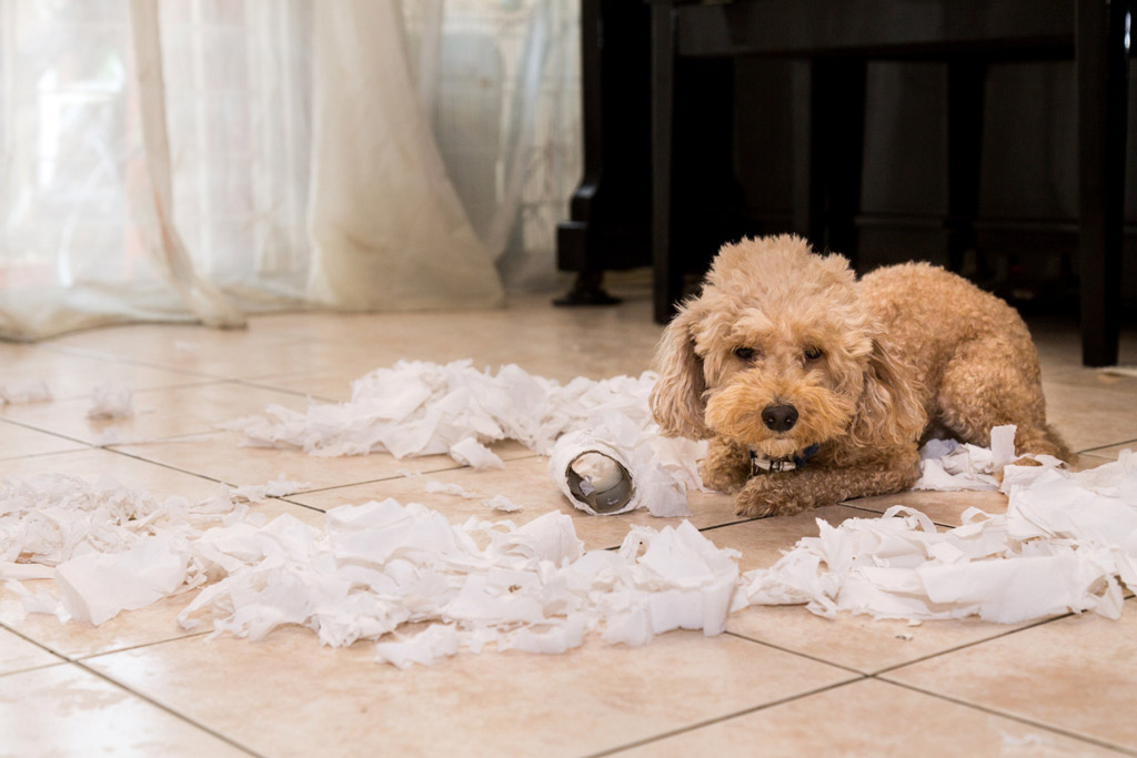 How to Keep My Dog Entertained While at Work - Cuddla