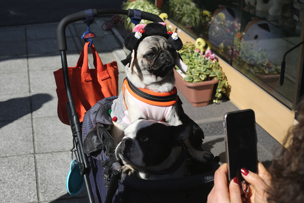 dog-buggy