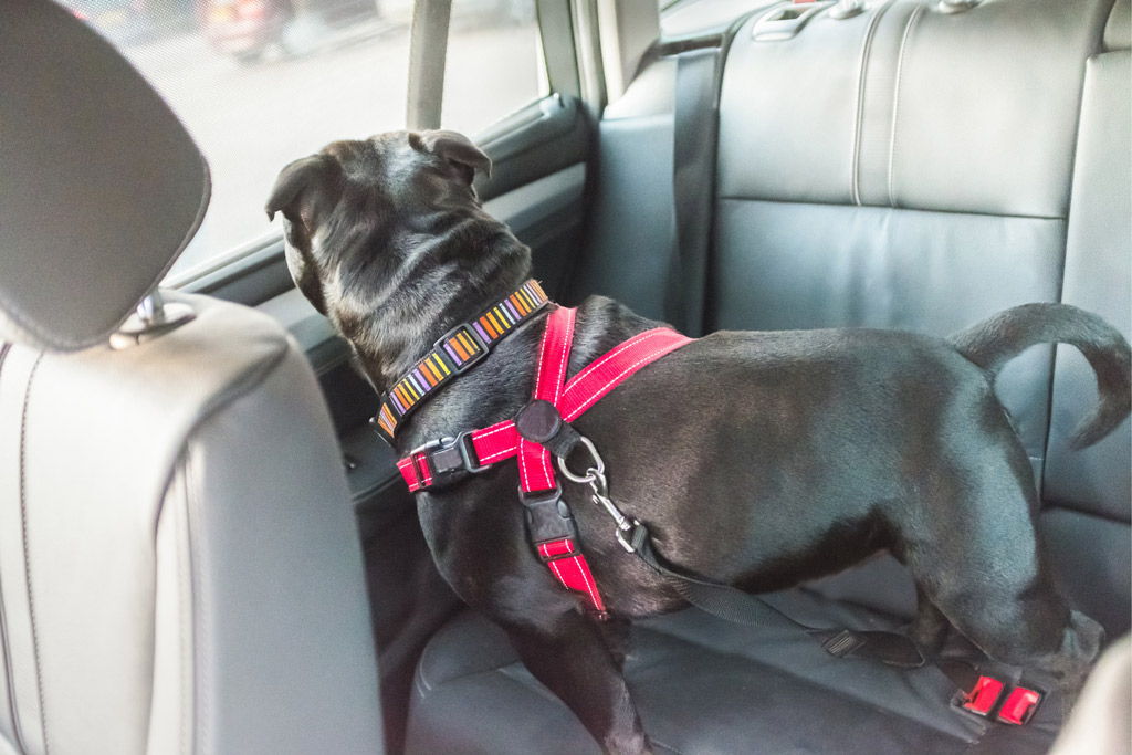 dog-car-travel-harness