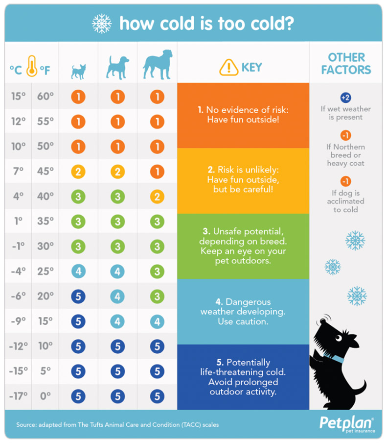 Boston Terrier Care in Winter 8 Tips to Prevent Frostbite