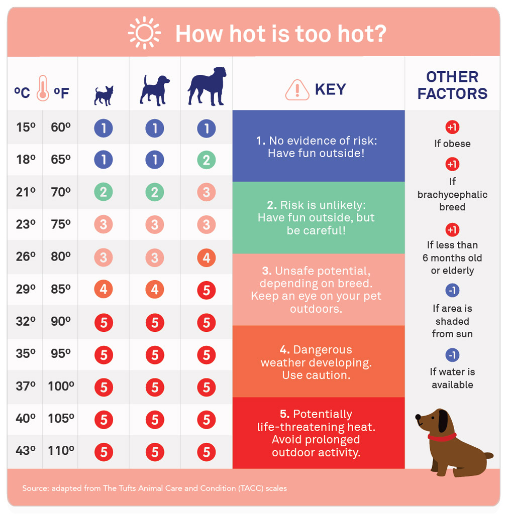 Boston Terrier Care in Summer - 8 Tips to Prevent Overheating