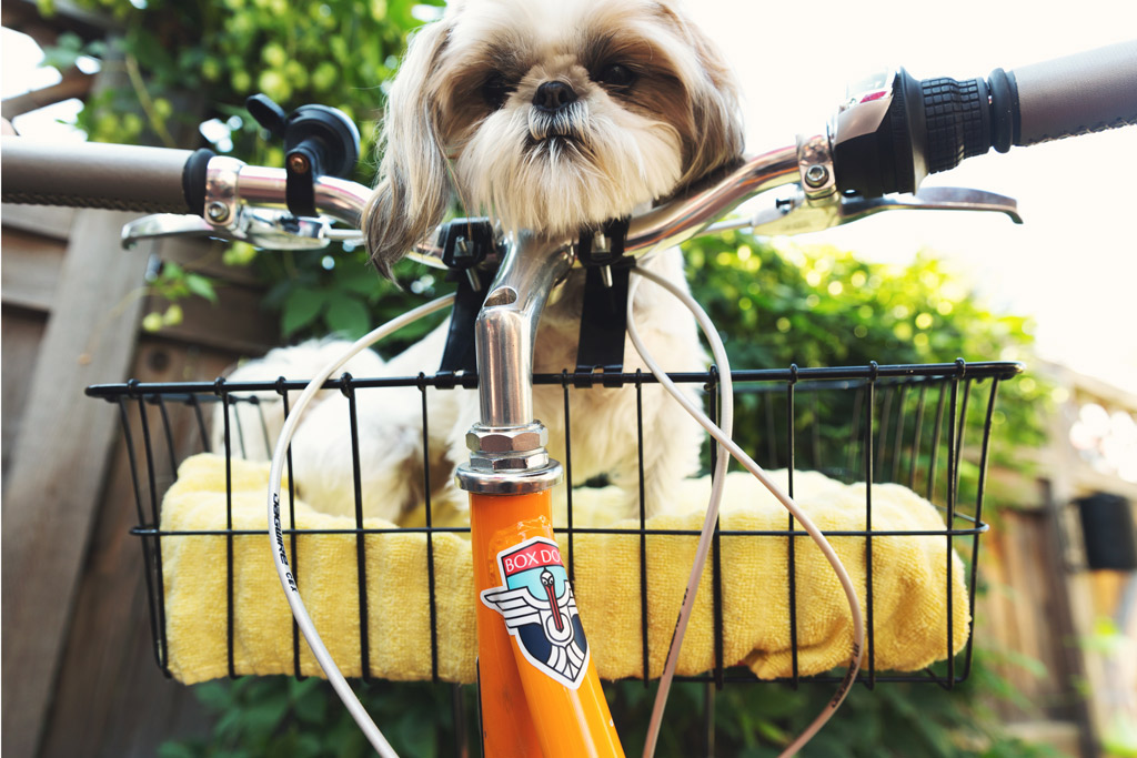 dog-carrier-bike
