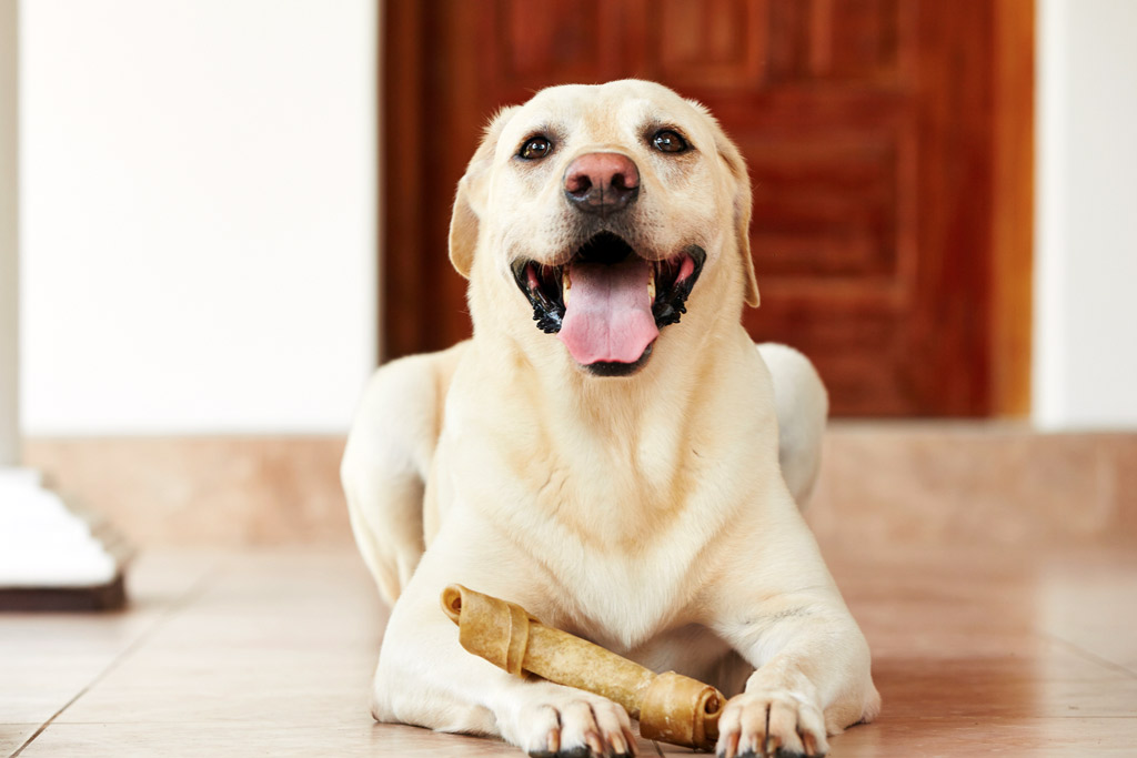 dog-chew-treat-bone