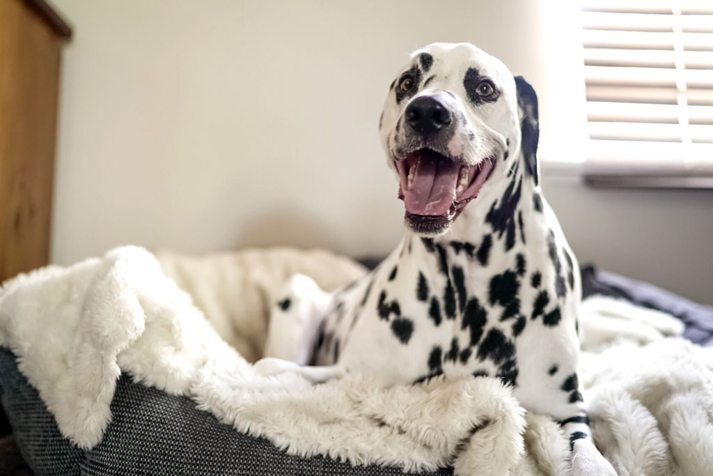 dog-chilling-after-exercise