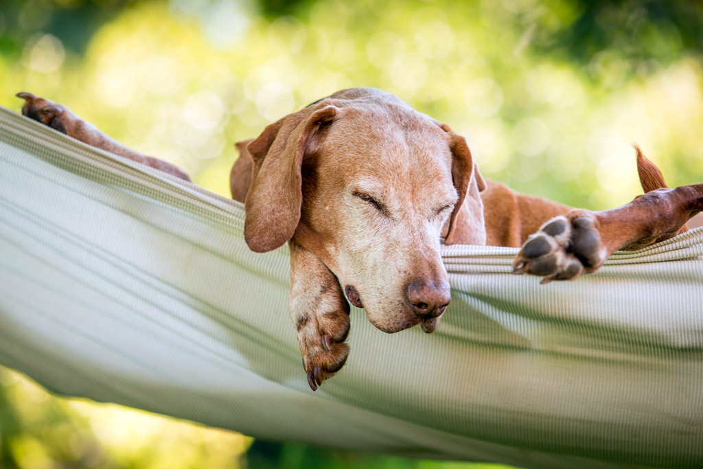 dog-chilling-in-friendly-garden