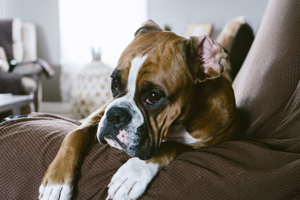 dog-chilling-in-the-sofa