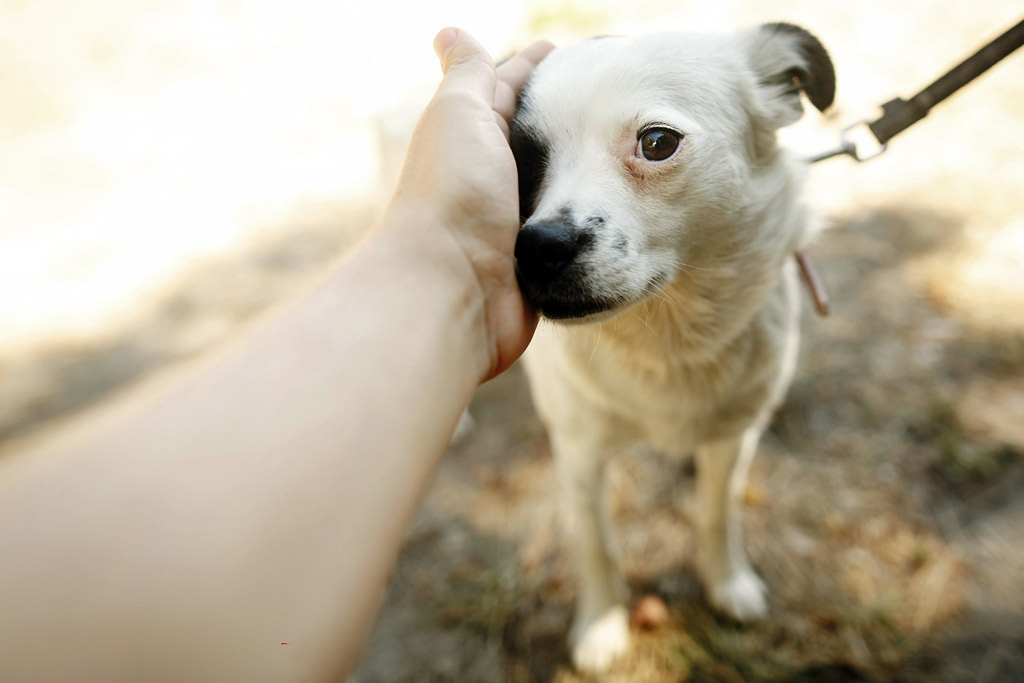 dog-comforting-when-anxious