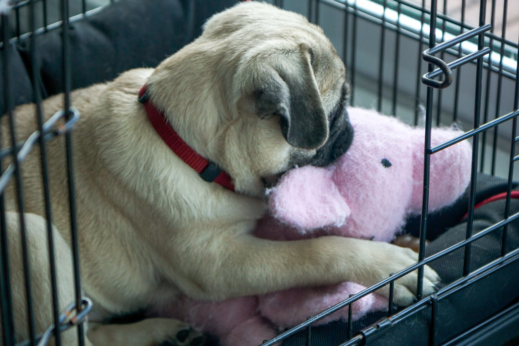 dog-crate-training