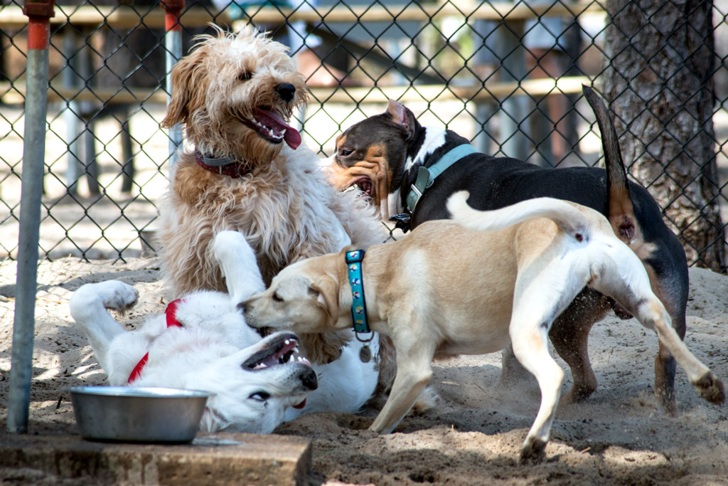 dog-daycare