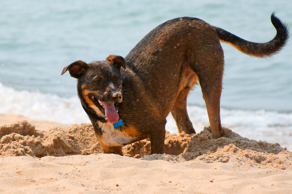 dog-digging-adventures-beach