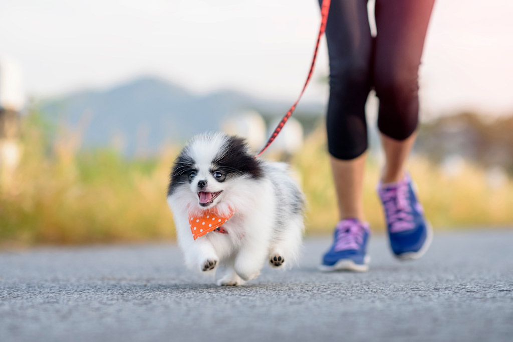 dog-during-exercise