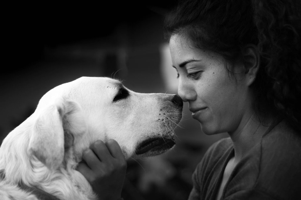 Dog Dying: The Ultimate Guide to Saying Goodbye