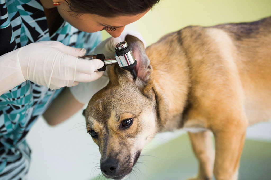 dog-ear-infection