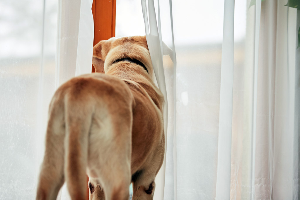 dog-entertained-looking-out