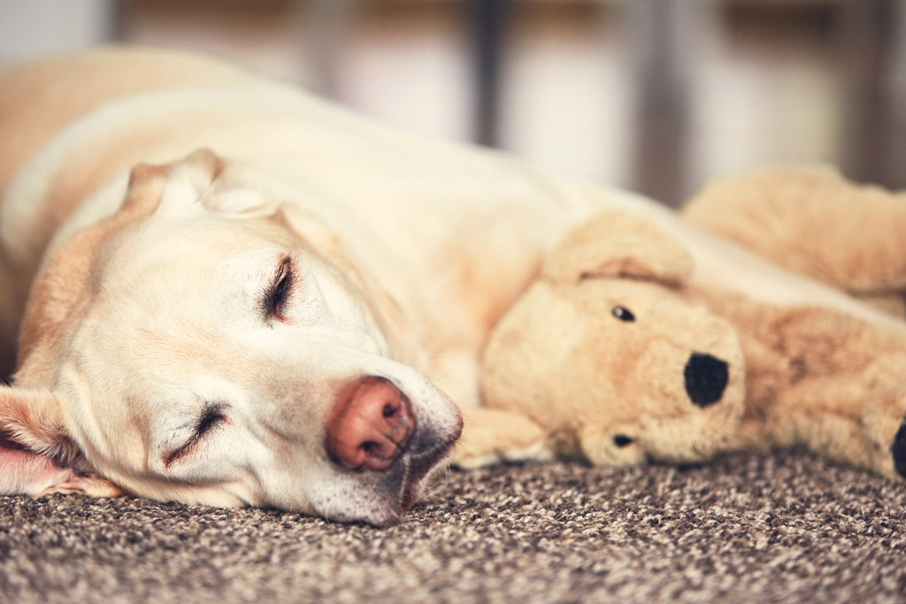 dog-entertained-plush-toy