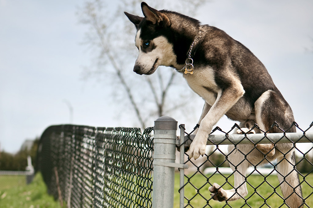 dog-escaping-jumping-fence